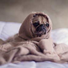 23 Reasons Why a Weighted Blanket Should Be Part of Everyone's Health Routine A pug with a blanket